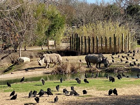 Waco tx zoo - Cameron Park Zoo is a 52 acre zoo located within Cameron Park in the city of Waco, Texas, United States, next to the Brazos River. It was originally established in 1955 as the Central Texas Zoological Park. The zoo features a diverse collection that includes over 1731 animals, representing 300 species from around the world.